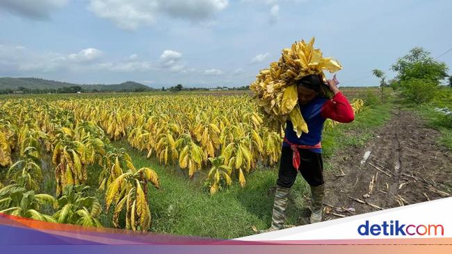 Pengusaha Sebut Relaksasi Aturan Tembakau Bikin Pendapatan Terganggu