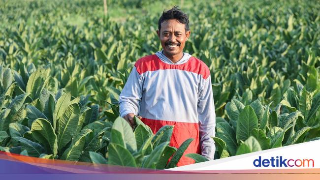 Cerita Petani Tembakau Bisa Sukses Gara-gara Pakai Cara Ini