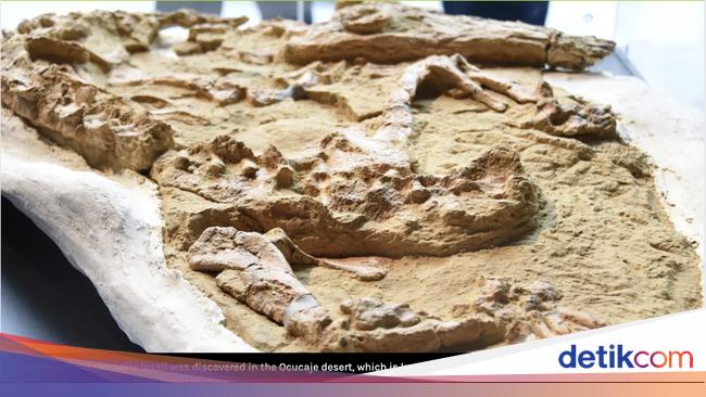 Fosil Buaya Moncong Panjang Berusia 10 Juta Tahun Ditemukan di Gurun ...