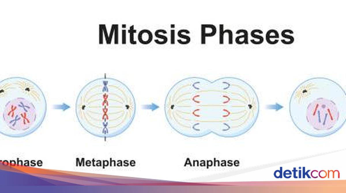 Pembelahan Mitosis Ciri, Tahapan, dan Bedanya dengan Meiosis