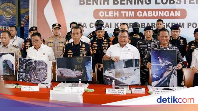 Bareskrim Gagalkan Penyelundupan 151 Ribu Benih Lobster Senilai Rp 15 Miliar