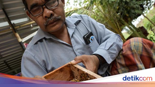Mengintip Manisnya Budi Daya Madu di Mandalika