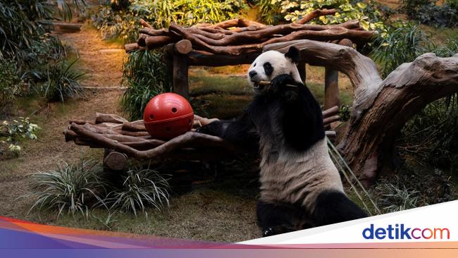 Gemasnya Panda Raksasa Tampil Perdana di Ocean Park Hong Kong