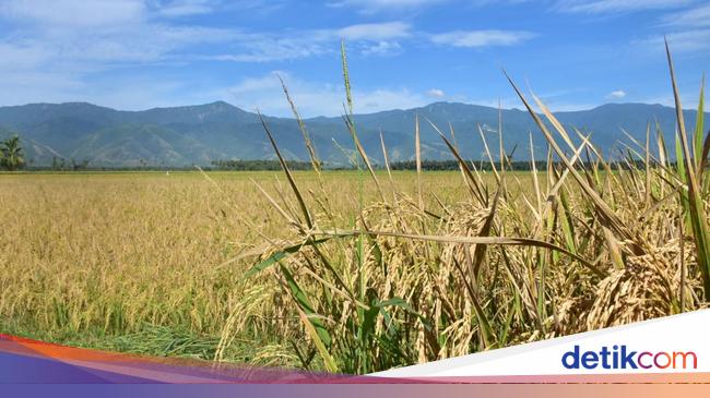 Anomali Deflasi Beras Saat El Nino: Produksi November Lampaui Ekspektasi