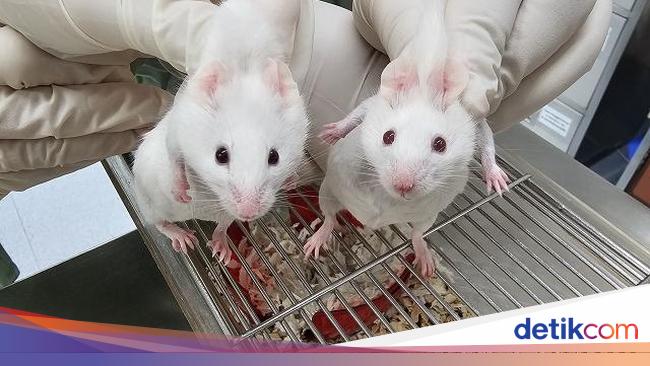 科学者たちは他の生物の遺伝子を使って生きたマウスを作り出すことに成功しましたが、それはどのようにして可能なのでしょうか?
