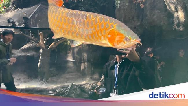 Aquarium Asia Arwana Kalimantan Resmi Dibuka di Kebun Binatang Ueno Jepang