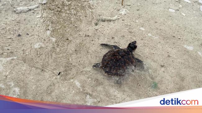 Melihat Rumah Penyu di Kepulauan Seribu