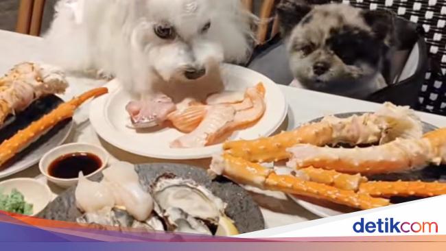 Unik! Restoran Ini Punya Menu Buffet Khusus Untuk Anjing