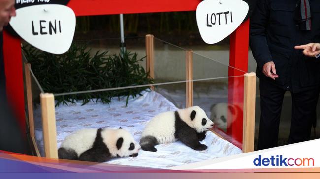 Potret Gemas Panda Kembar yang Lahir di Berlin