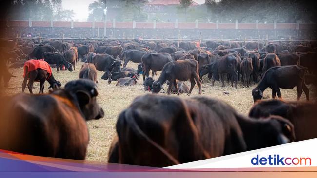 Ngerinya Festival di Nepal: Mau Sembelih Setengah Juta Hewan, Diprotes Aktivis