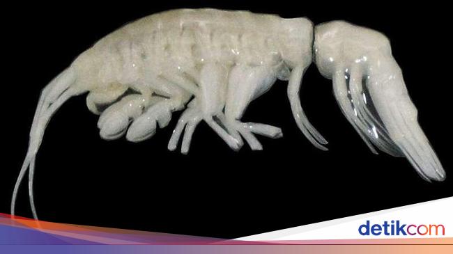 Peneliti Temukan Predator Laut Baru di Palung Atacama