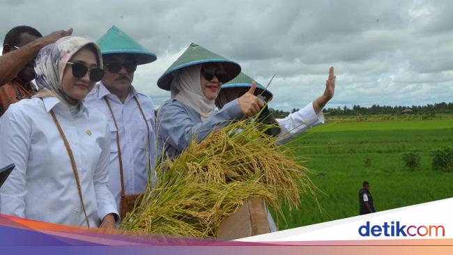 Langkah Legislator Gerindra Dukung Swasembada Pangan di Merauke