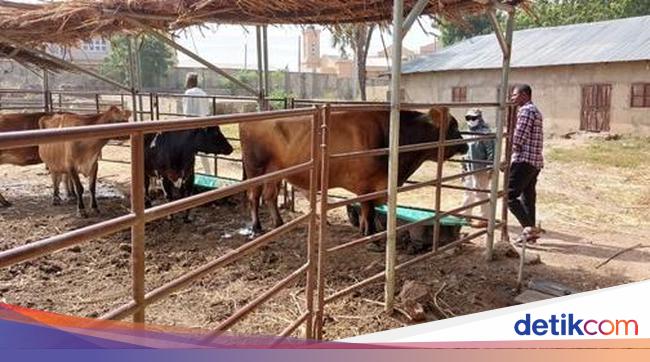 Indonesia Berbagi Teknologi Inseminasi Buatan dengan Peternak Afrika