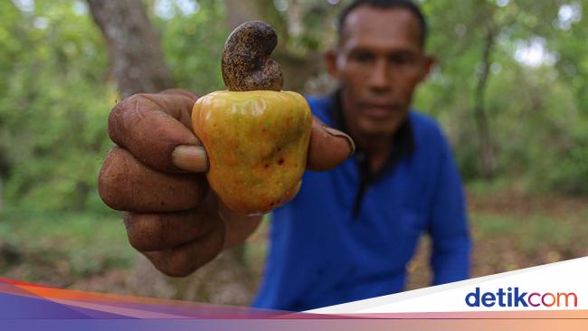 Cerita Petani Mete di Wawonii Bisa Raup Omzet hingga Rp 1 Juta/Hari