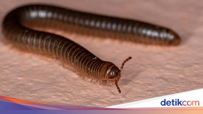 Kenapa Kaki Seribu Masuk ke Rumah? Ini Penyebab dan Cara Cegahnya