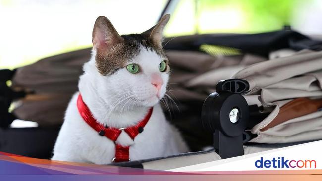 Penjelasan Istana soal Viral Video Bobby Kertanegara Dikawal Polisi