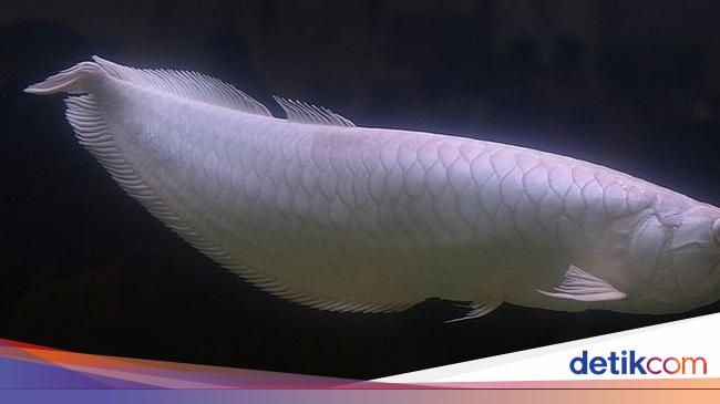 10 Ikan Hias Termahal di Dunia, Paling Mahal dari Asia Tenggara