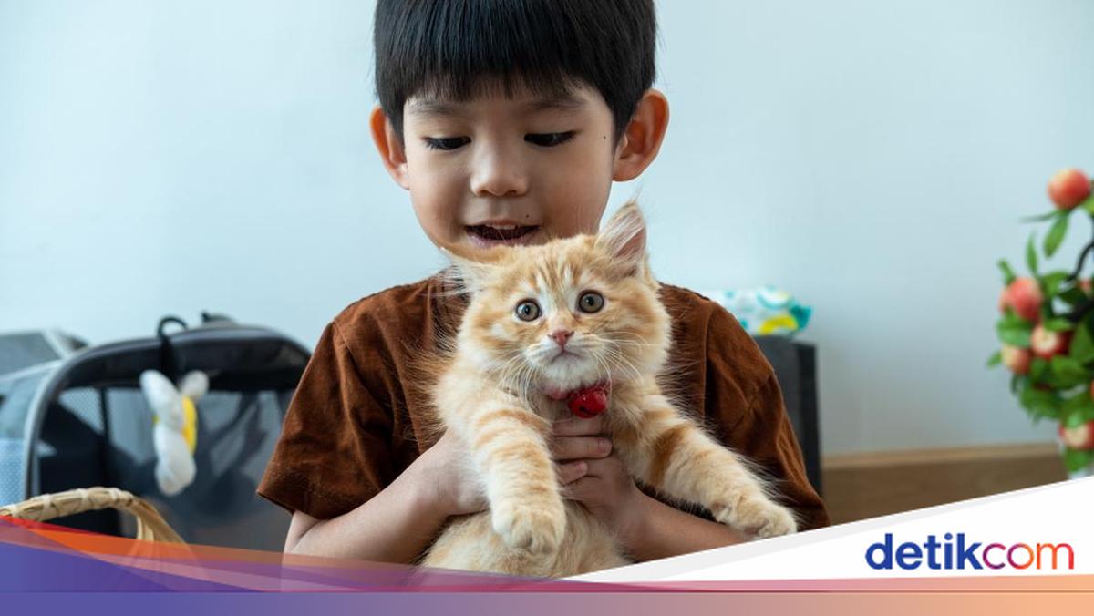 Umur Rata Rata Kucing Perbandingan Umur Kucing dan Manusia, Begini Cara Menghitungnya