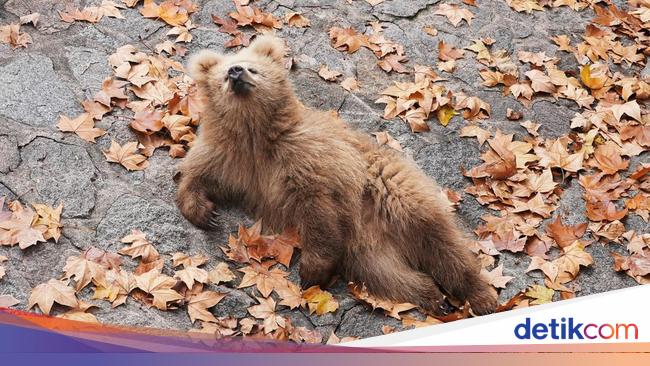 Potret Gemas Jujun, Bayi Beruang Viral di China