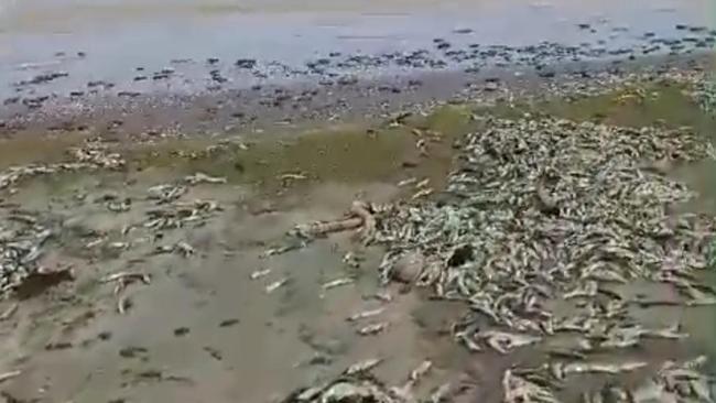 Viral Ribuan Ikan Mati di Pantai Tegal Papak, Ini Kata BPBD Pandeglang