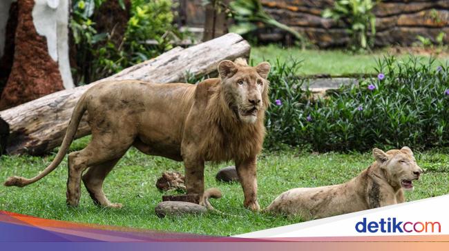 2 Singa Putih Jadi Penghuni Baru Kebun Binatang Surabaya