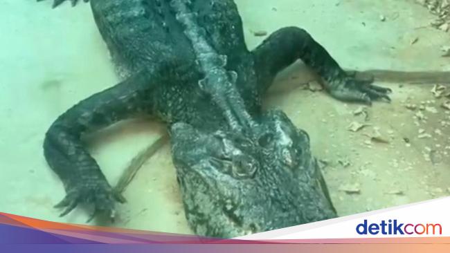 Emaciated Crocodile Sparks Outrage at Guangzhou Zoo