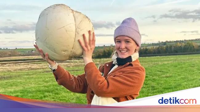 Wouw! Jamur Raksasa Ini Bisa Dimakan Satu Keluarga Selama Seminggu