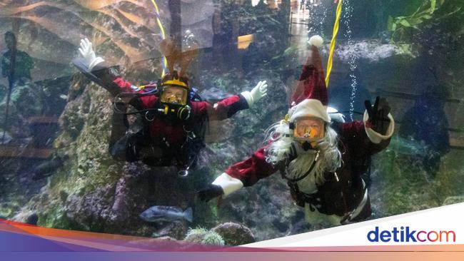 Aksi Sinterklas Berenang dengan Ikan-ikan Sambut Natal di Seattle