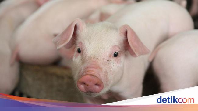 Viral Pria ‘Naik’ Babi Terobos Banjir di Jakbar, Begini Cerita Warga