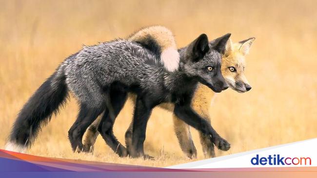 Karya Fantastis Jawara Nature Photographer of The Year 2024