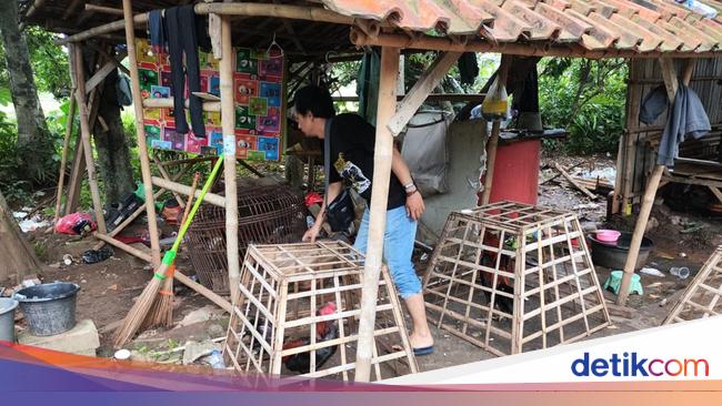 Polisi Bubarkan Judi Sabung Ayam di Bogor, Pelaku Kabur Tinggalkan Motor