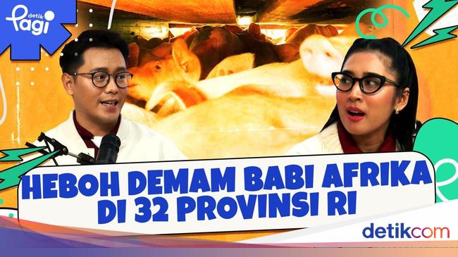 Heboh Demam Babi Afrika di 32 Provinsi RI