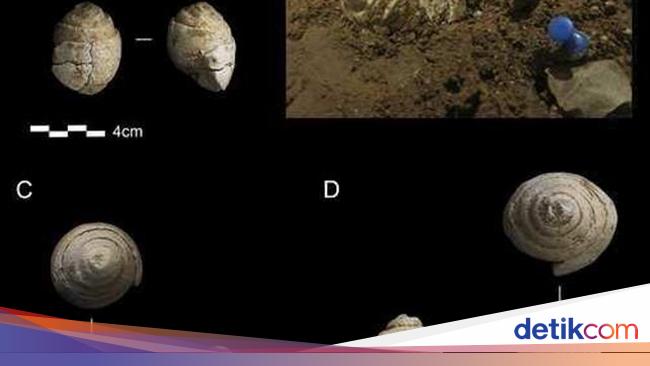 收集物品的活动原来是尼安德特人进行的，这是证据