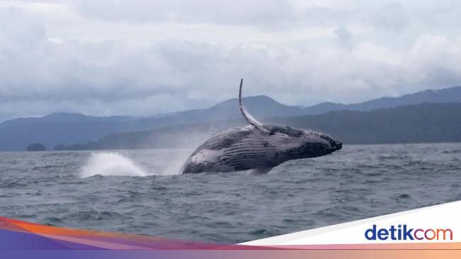 Kata Ahli soal Video Viral Pemain Kayak Ditelan dan Dimuntahkan Paus