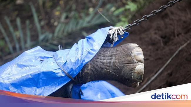 Tragis! Molly si Gajah Bali Zoo Mati Terseret Arus Sungai