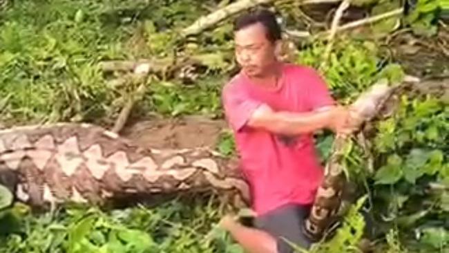 Geger Ular Piton 7 Meter di Sulsel Telan Anak Sapi, Ini Penampakannya