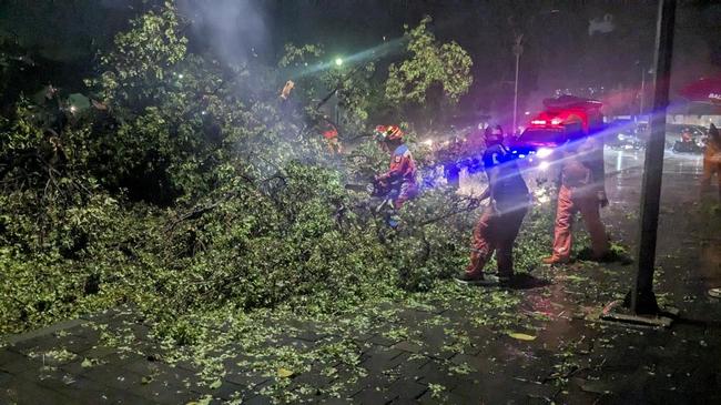 Pohon Tumbang di Taman Suropati Timpa Alphard dan Motor, Ada yang Pingsan