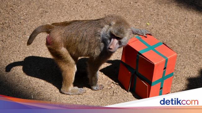 Gemasnya Hewan di Kebun Binatang Kolombia Dapat Kado Natal