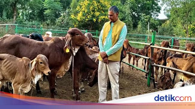 Keren! Petani Ini Cuan Rp 952 Juta Berkat Sistem Pertanian Inovatif