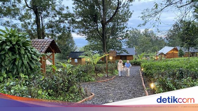 Ide Libur Nataru: Kemping Sambil Menanam Kopi di Sukabumi