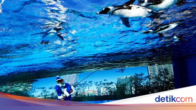 Aksi Sinterklas Berenang Bareng Penguin Meriahkan Natal di Tokyo