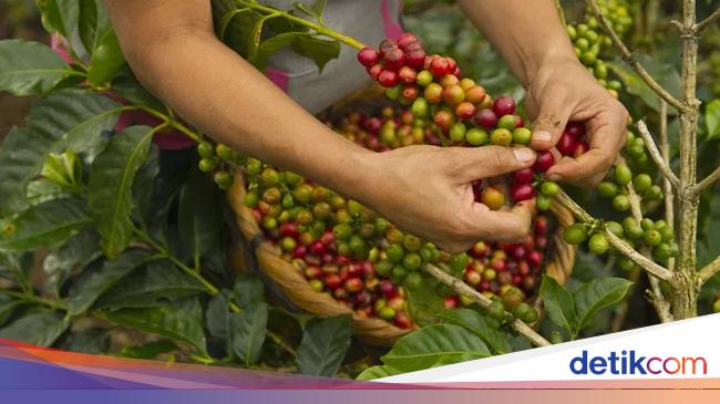 Waduh! Pengamat Prediksi Harga Kopi Bakal Makin Mahal di 2025