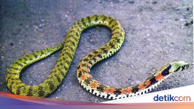 Ular Paling Mematikan di Seluruh Dunia, Ada dari Indonesia