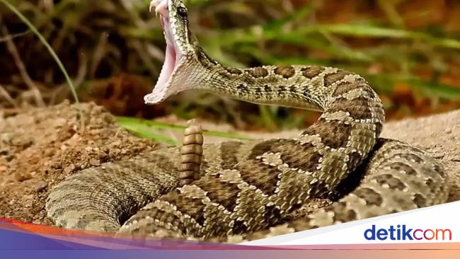 Kumpulan Ular Paling Mematikan di Seluruh Dunia, Ada dari Indonesia