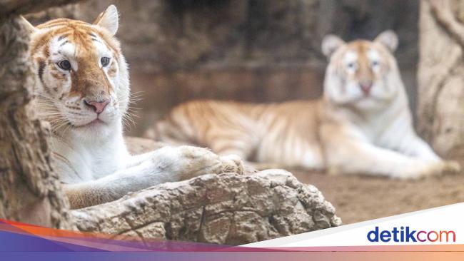 Potret Harimau Kembar Berbulu Emas yang Hebohkan Thailand