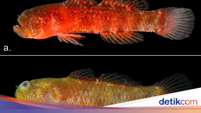 6 Spesies Aneh yang Ditemukan di 2024, Piranha Vegetarian hingga Katak Bertaring