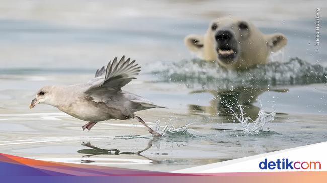 Karya Finalis Kontes Foto Hewan Liar Bikin Takjub, Ada Indonesia