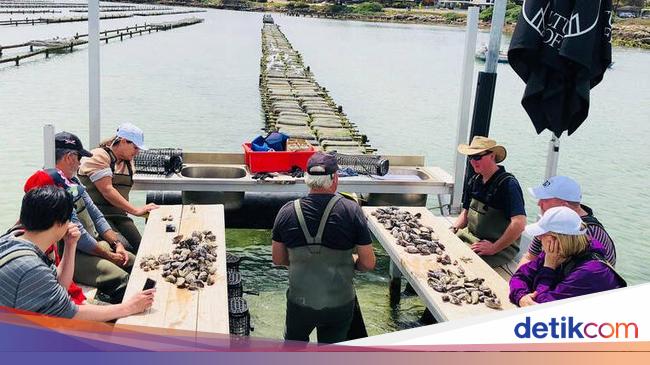 Tur Ini Ajak Pesertanya Makan Tiram Segar Tepat di Tengah Laut