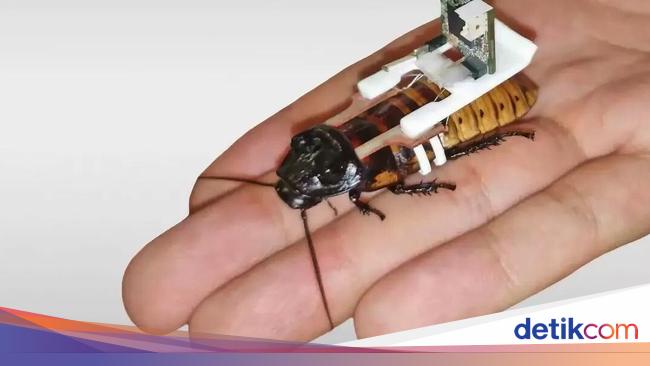 Gokil! Peneliti Singapura Bikin Kecoak Cyborg hanya 68 Detik