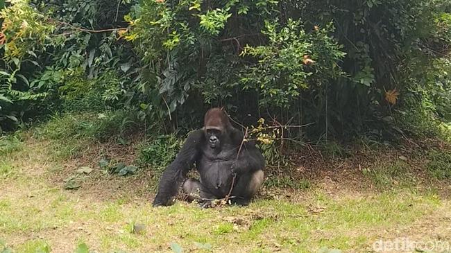 Wisatawan Melihat Gorila di Ragunan: Besar Juga Ya!